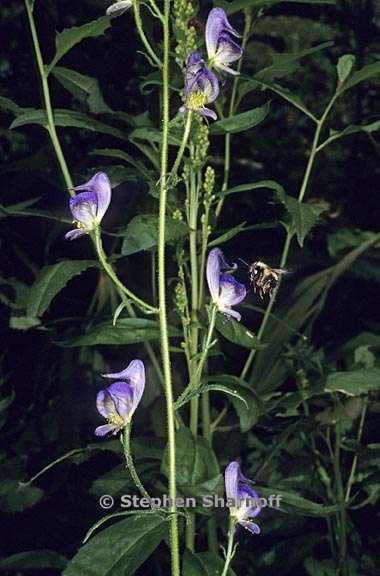 aconitum columbianum columbianum 4 graphic